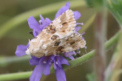 Eremobia ochroleuca