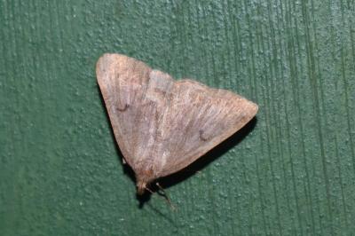 Zanclognatha lunalis