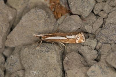 Catoptria corsicellus