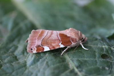 Cosmia diffinis
