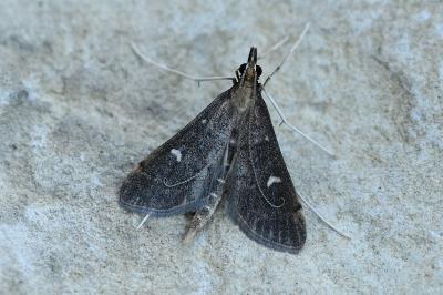 Dolicharthria punctalis