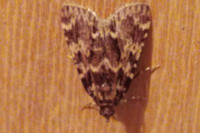 Aglossa caprealis