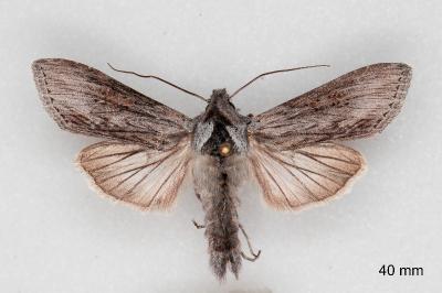 Cucullia cemenelensis