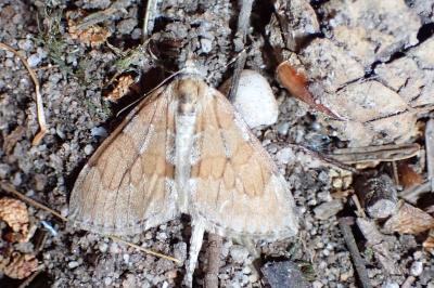 Thera obeliscata
