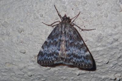 Evergestis sophialis