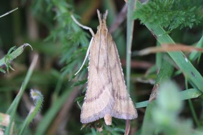 Synaphe punctalis