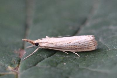 Agriphila straminella