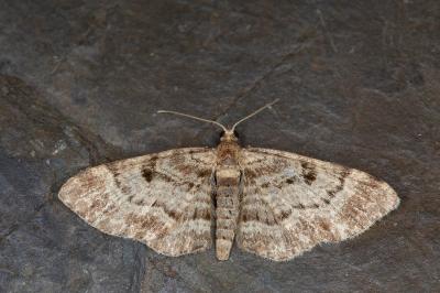 Eupithecia abietaria