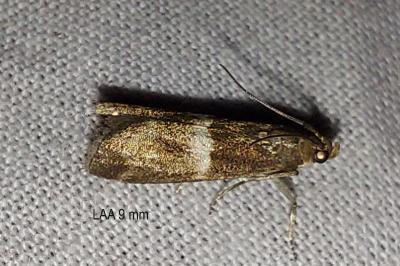 Elegia similella