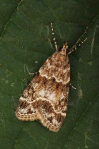 Eudonia mercurella