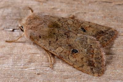 Sunira circellaris