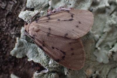 Paidia rica