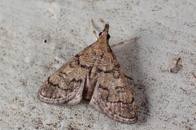 Metasia cuencalis bourgognei