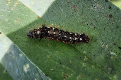 Acronicta rumicis