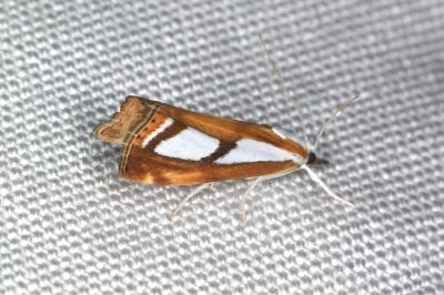 Catoptria osthelderi