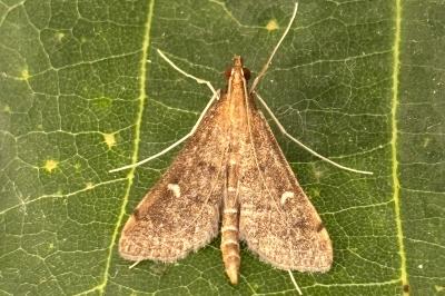 Dolicharthria punctalis