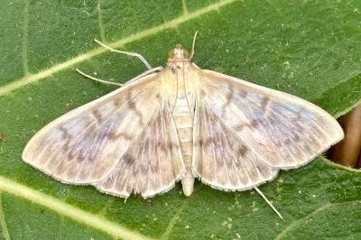 Patania ruralis