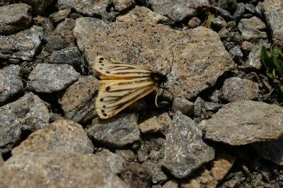 Setina aurita