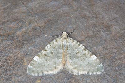 Colostygia aqueata