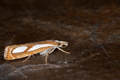 Catoptria pinella