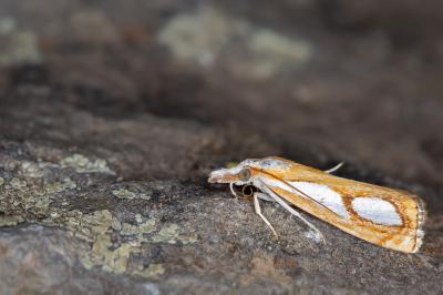 Catoptria pinella