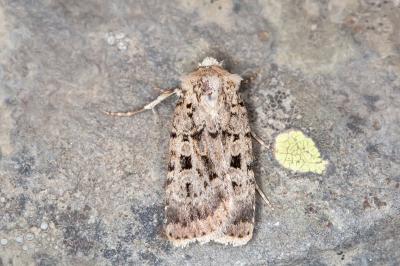 Chersotis multangula
