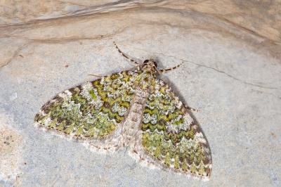 Euphyia frustata frustata