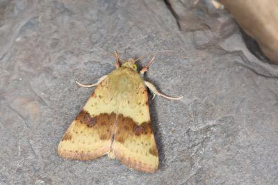 Heliothis viriplaca