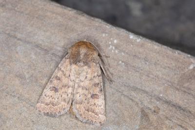 Hoplodrina octogenaria