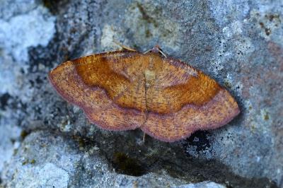 Plagodis pulveraria