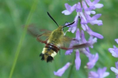 Hemaris fuciformis