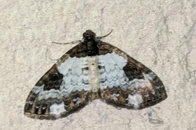 Melanthia procellata