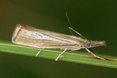 Agriphila straminella