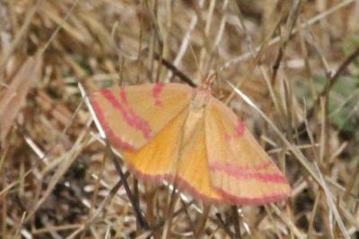 Lythria cruentaria