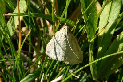 Udea austriacalis