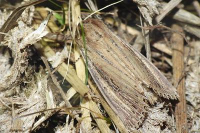 Nonagria typhae