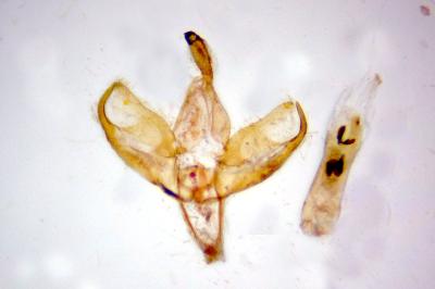 Indalia pygmaeola