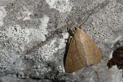 Evergestis mundalis