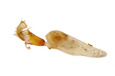 Lygephila lusoria