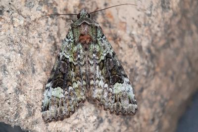 Anaplectoides prasinus