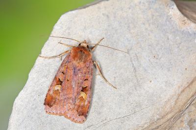Diarsia brunnea
