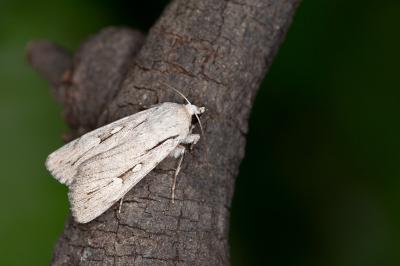 Dichagyris candelisequa