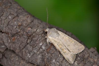 Euxoa decora