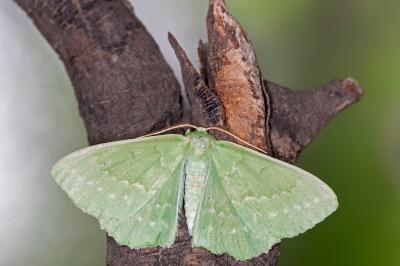 Geometra papilionaria