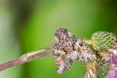 Lacanobia contigua