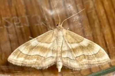 Idaea circuitaria