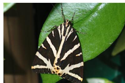 Euplagia quadripunctaria
