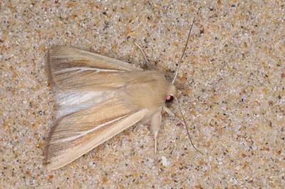 Mythimna litoralis
