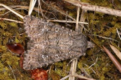 Sideridis turbida
