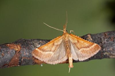 Synaphe punctalis